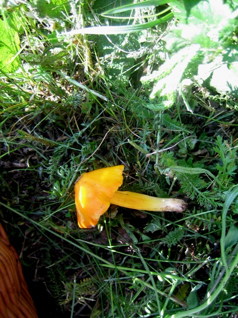 Hygrocybe da determinare