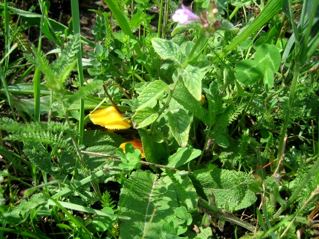 Hygrocybe da determinare