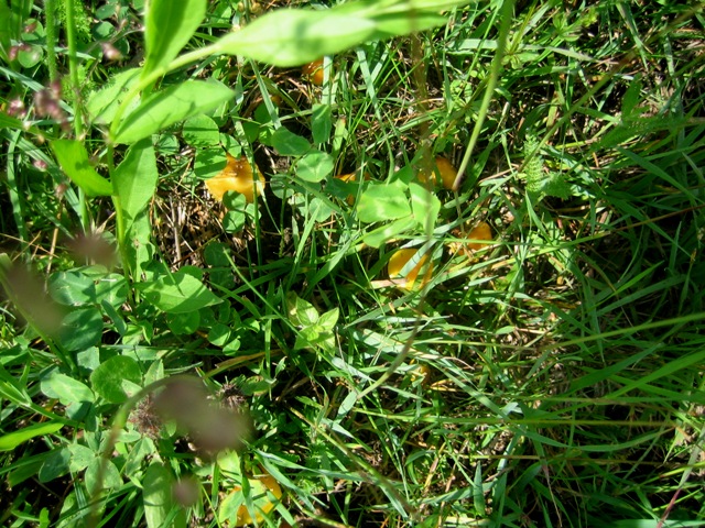 Hygrocybe da determinare