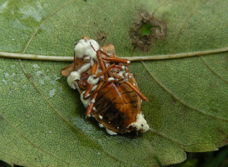 Cordyceps militaris