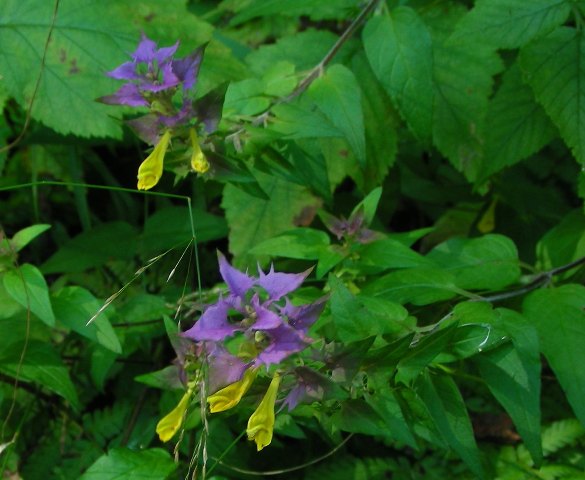 Melampyrum nemorosum / Spigarola italiana