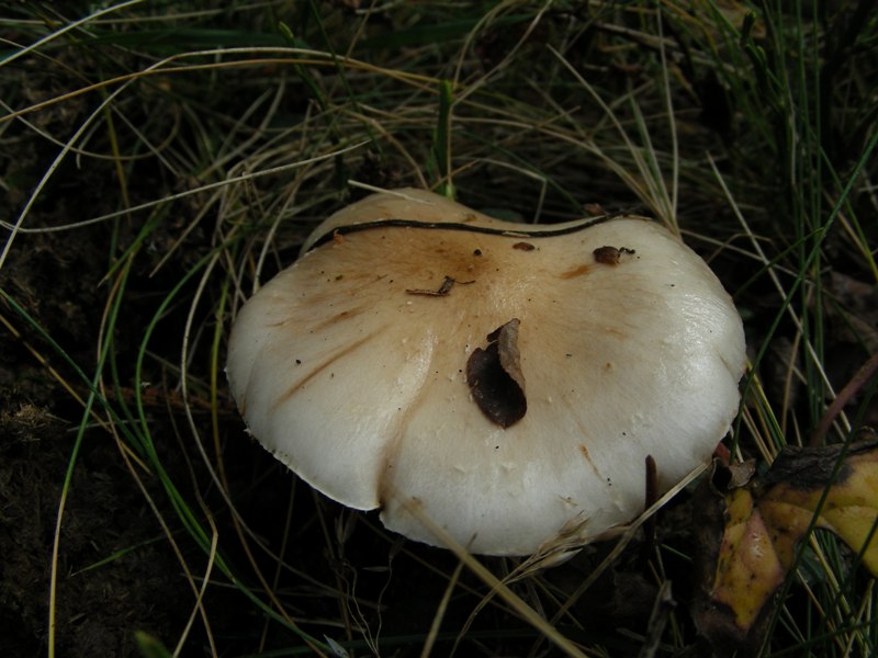 pecceta montana autunnale