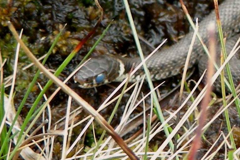 biscia d''acqua (Natrix natrix) in muta