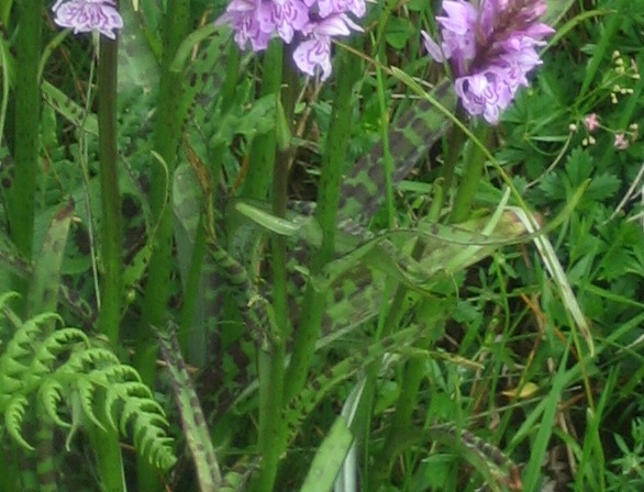 Dacrtylorhiza fuchsii