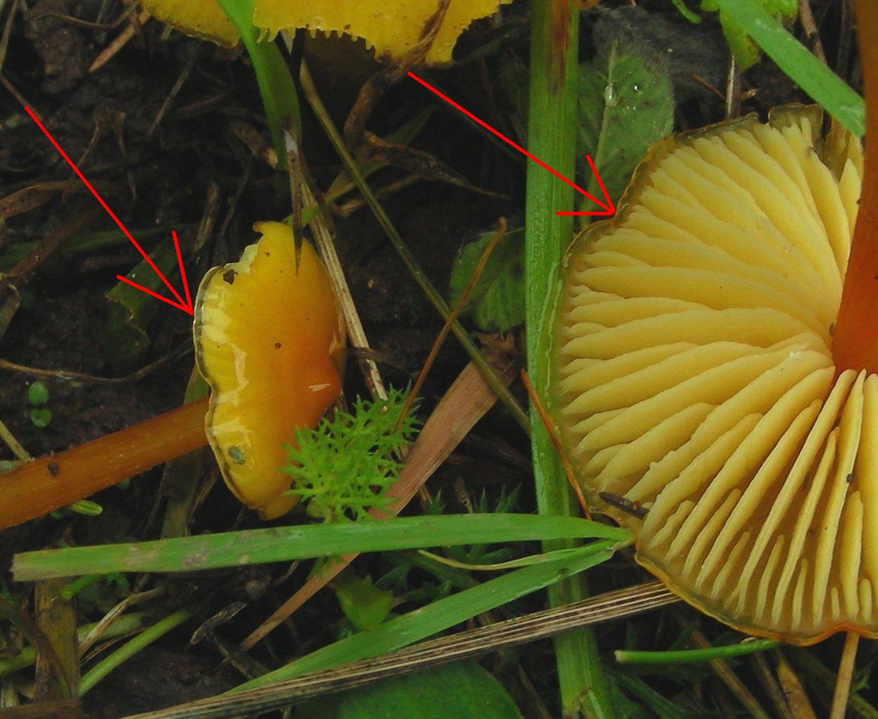 Hygrocybe da determinare