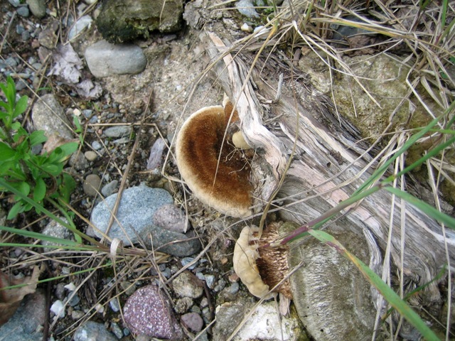 Passeggiata al torrente