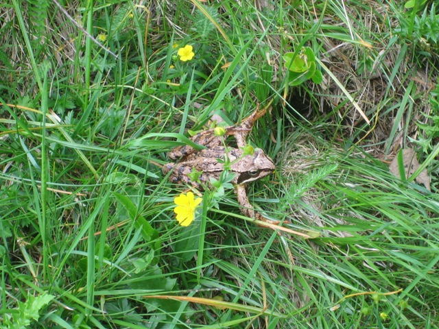 Rana dalmatina a 1600m