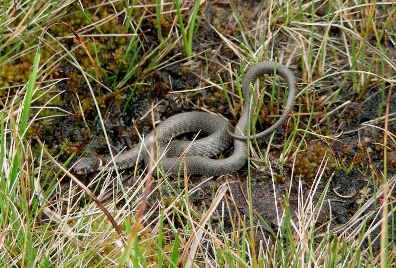 biscia d''acqua (Natrix natrix) in muta