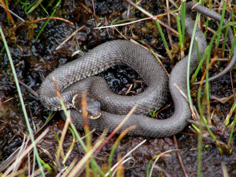 biscia d''acqua (Natrix natrix) in muta