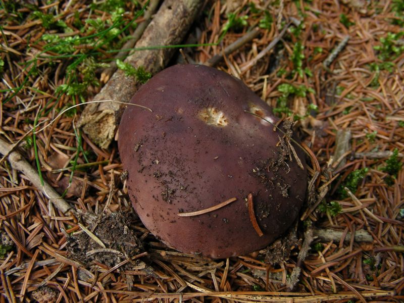 Russula vesca