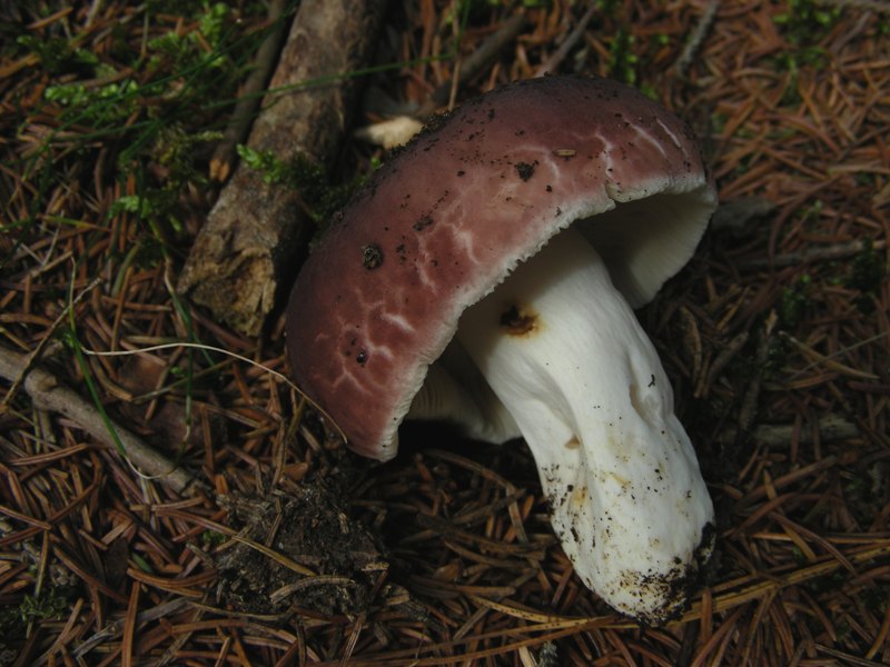 Russula vesca