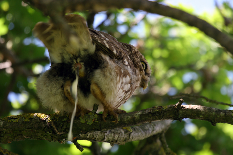 Avifauna humor