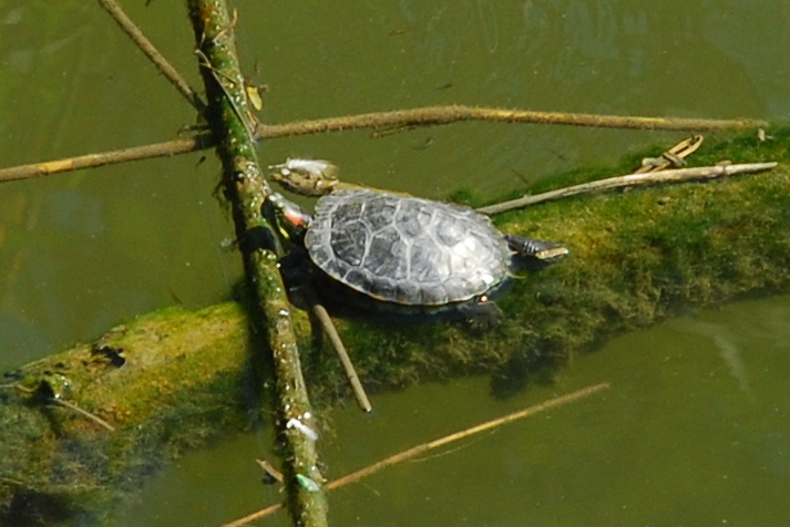 Identificazione tartarughe