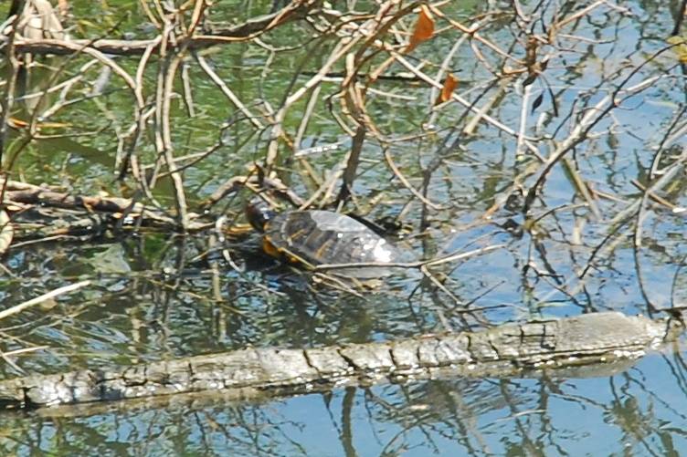 Identificazione tartarughe