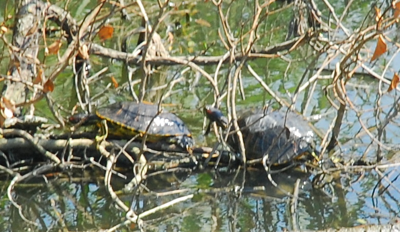 Identificazione tartarughe