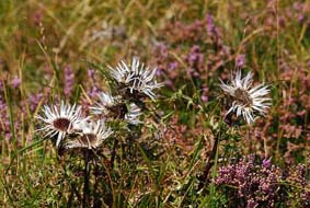 Carlina acaulis subsp caulescens