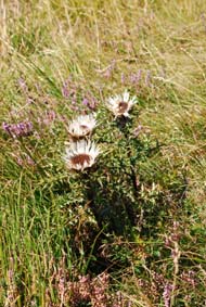 Carlina acaulis subsp caulescens