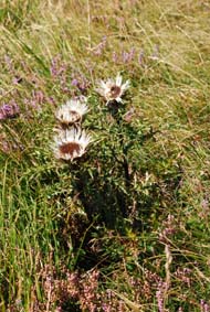 Carlina acaulis subsp caulescens