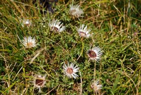 Carlina acaulis subsp caulescens