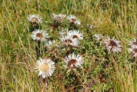 Carlina acaulis subsp caulescens