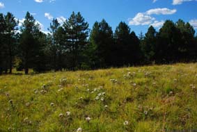 Carlina acaulis subsp caulescens