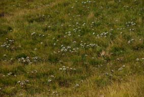 Carlina acaulis subsp caulescens