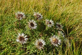 Carlina acaulis subsp caulescens