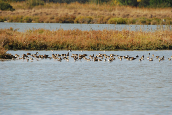 Pettegole a Orbetello