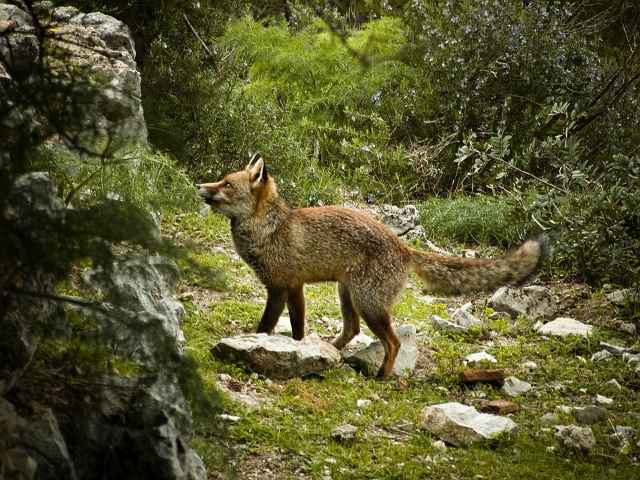 volpe nel parco della maremma