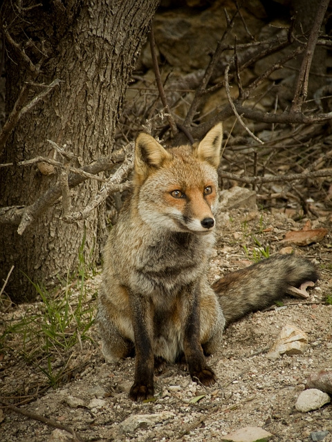 volpe nel parco della maremma