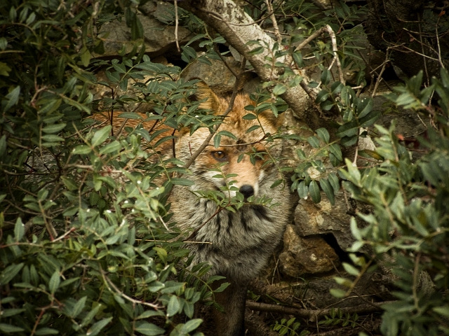 volpe nel parco della maremma