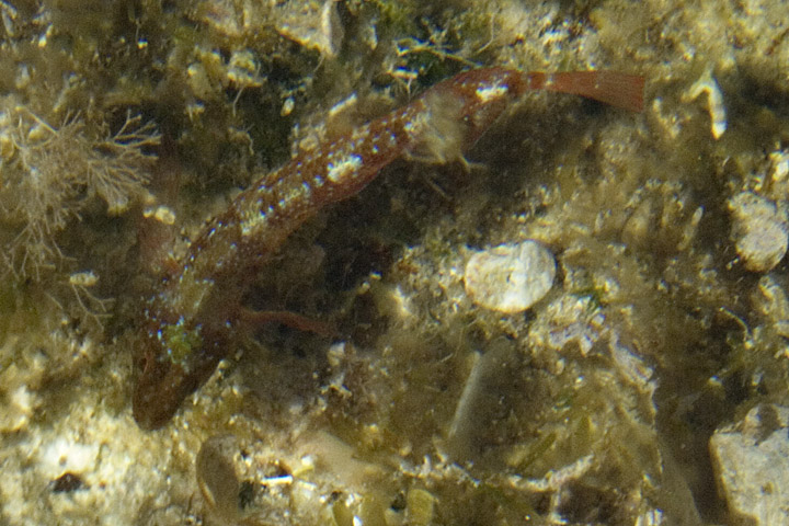 Tripterygion tripteronotus