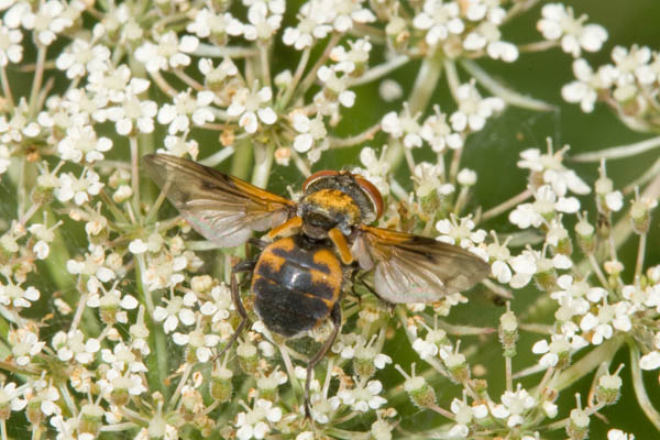 mi sembra una phasia