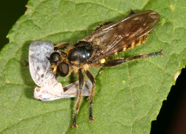 Asilidae: Choerades fimbriata (cfr.)