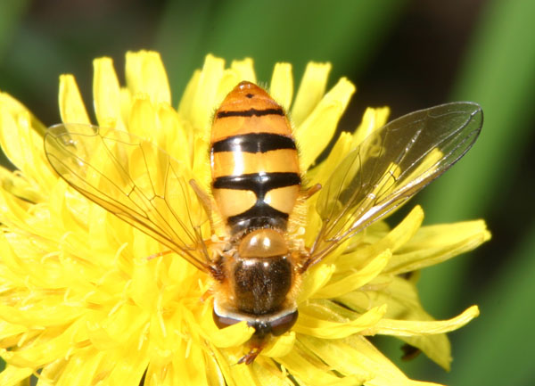 syrphidae