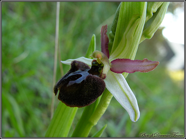 Ophrys panormitana