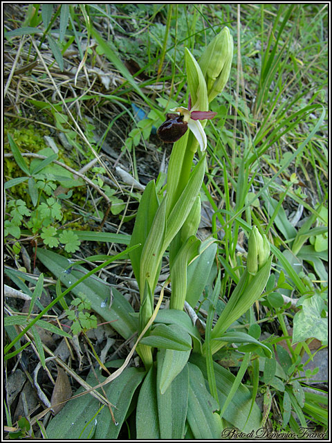 Ophrys panormitana