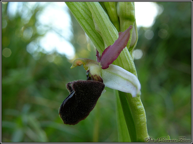 Ophrys panormitana