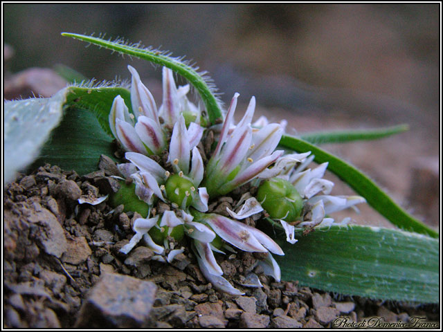 Allium chamaemoly / Aglio minuscolo