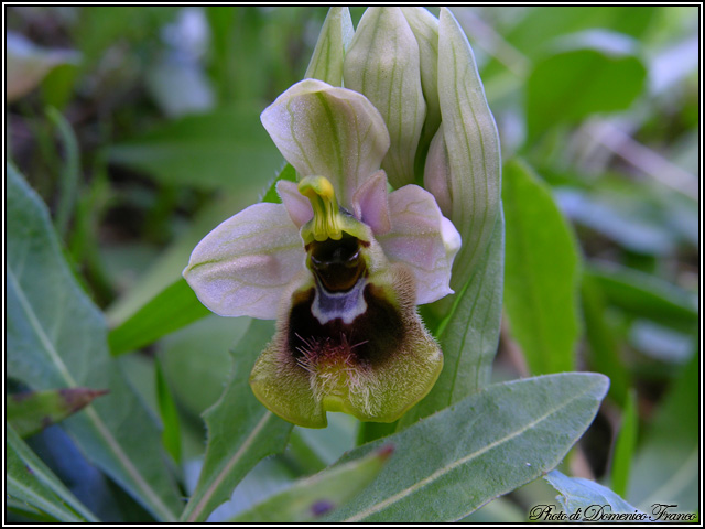 Ophrys tenthredinifera