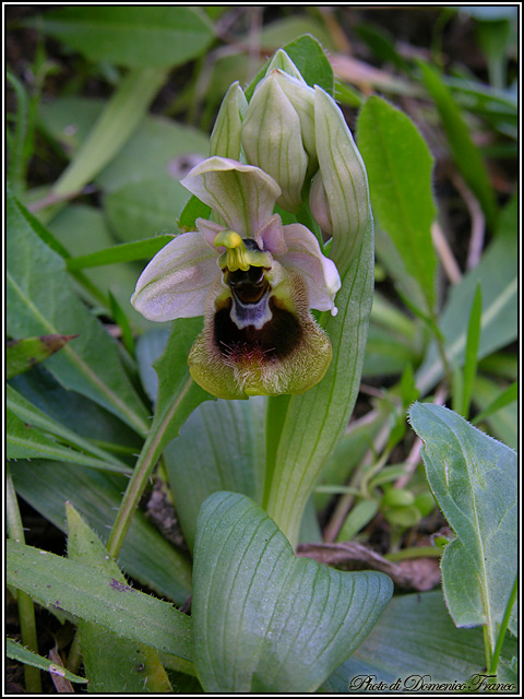 Ophrys tenthredinifera