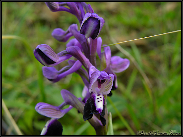 Anacamptis longicornu / Orchide cornuta