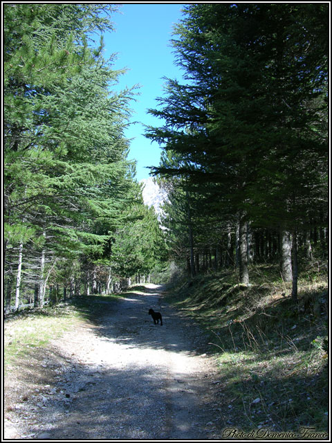 Sentiero degli Abies nebrodensis (Parco delle Madonie)