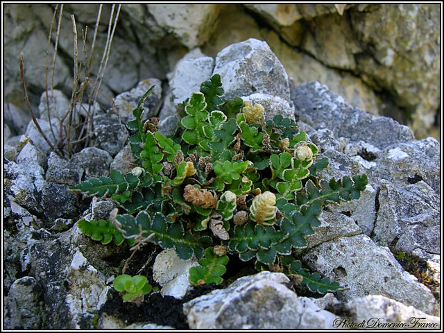 Ci vediamo il 30.03.2008 sulle Madonie