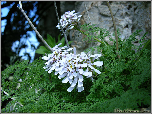 Ci vediamo il 30.03.2008 sulle Madonie