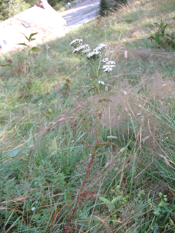 erbacea di montagna - Achillea sp.