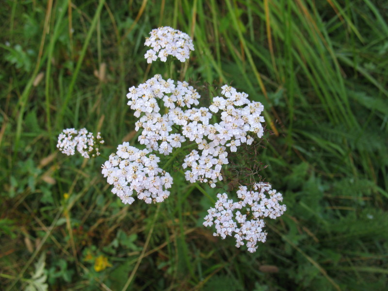 erbacea di montagna - Achillea sp.