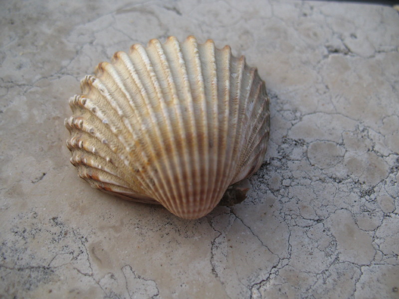 Acanthocardia tuberculata