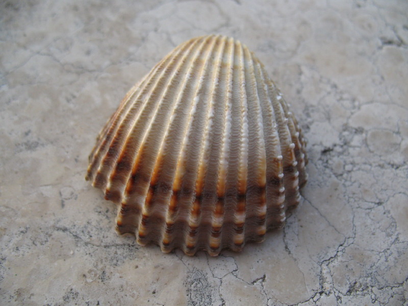 Acanthocardia tuberculata