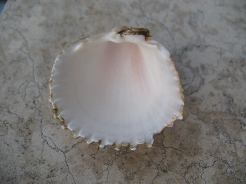 Acanthocardia tuberculata